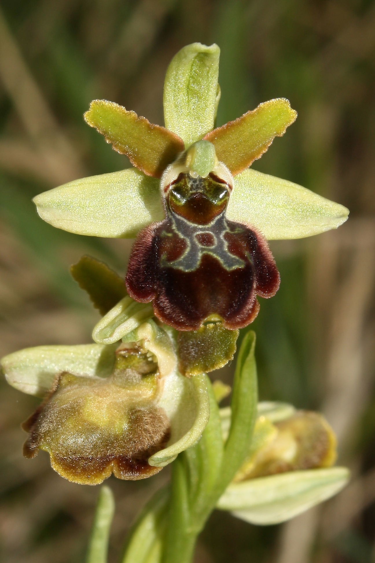 Ophrys sphegodes da determinare-3